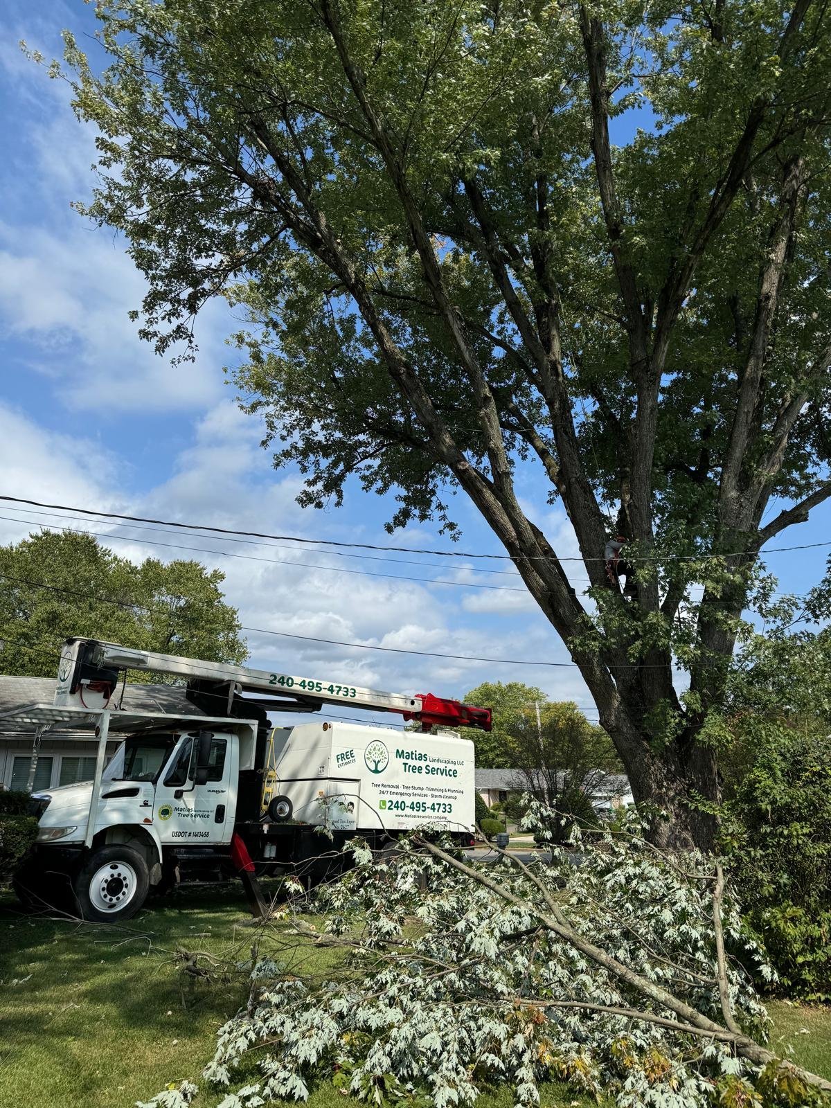 Matias tree service gallery 8