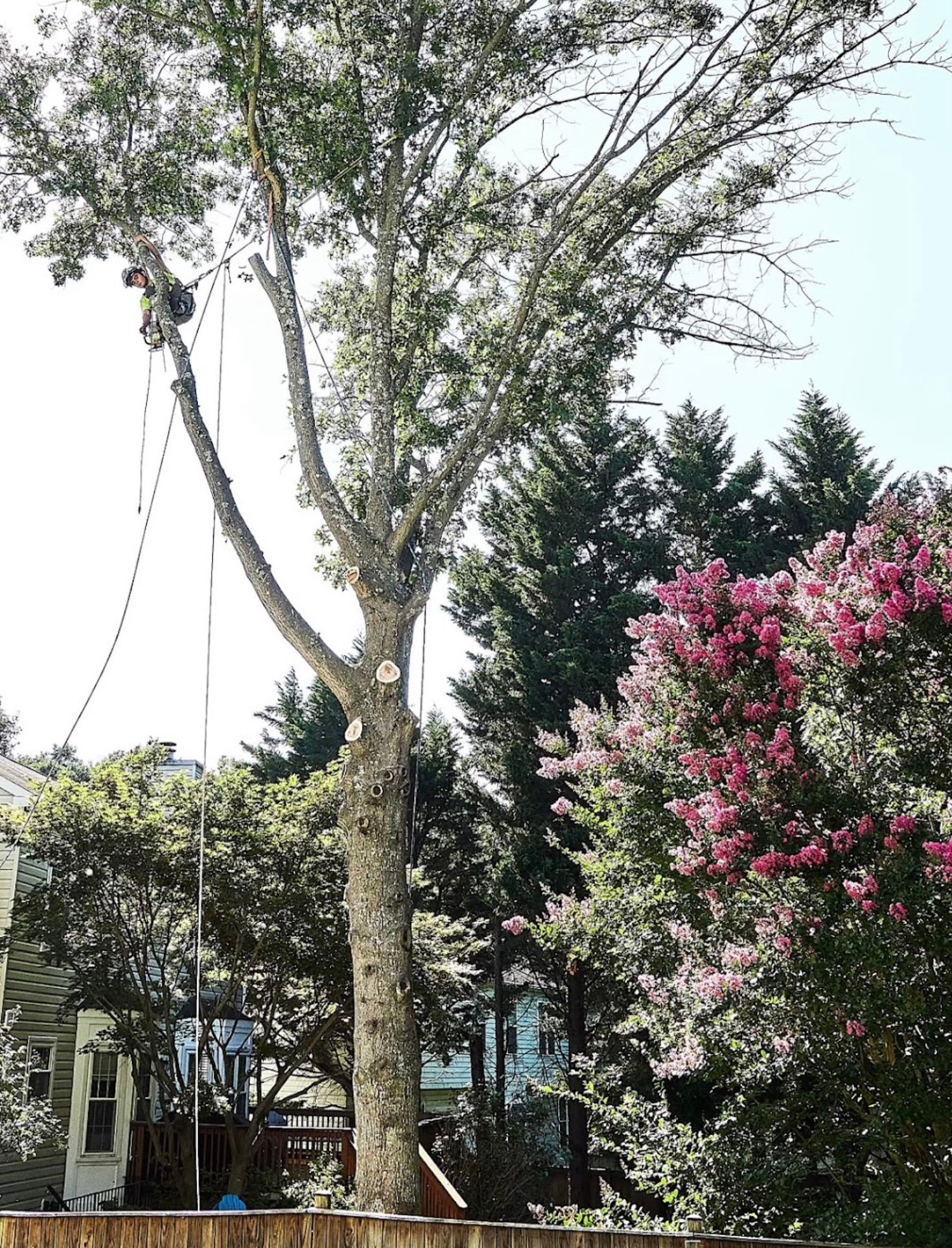 Matias tree service gallery 7