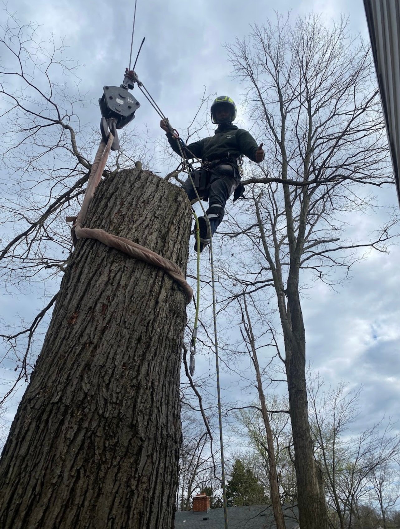 Matias tree service gallery 3