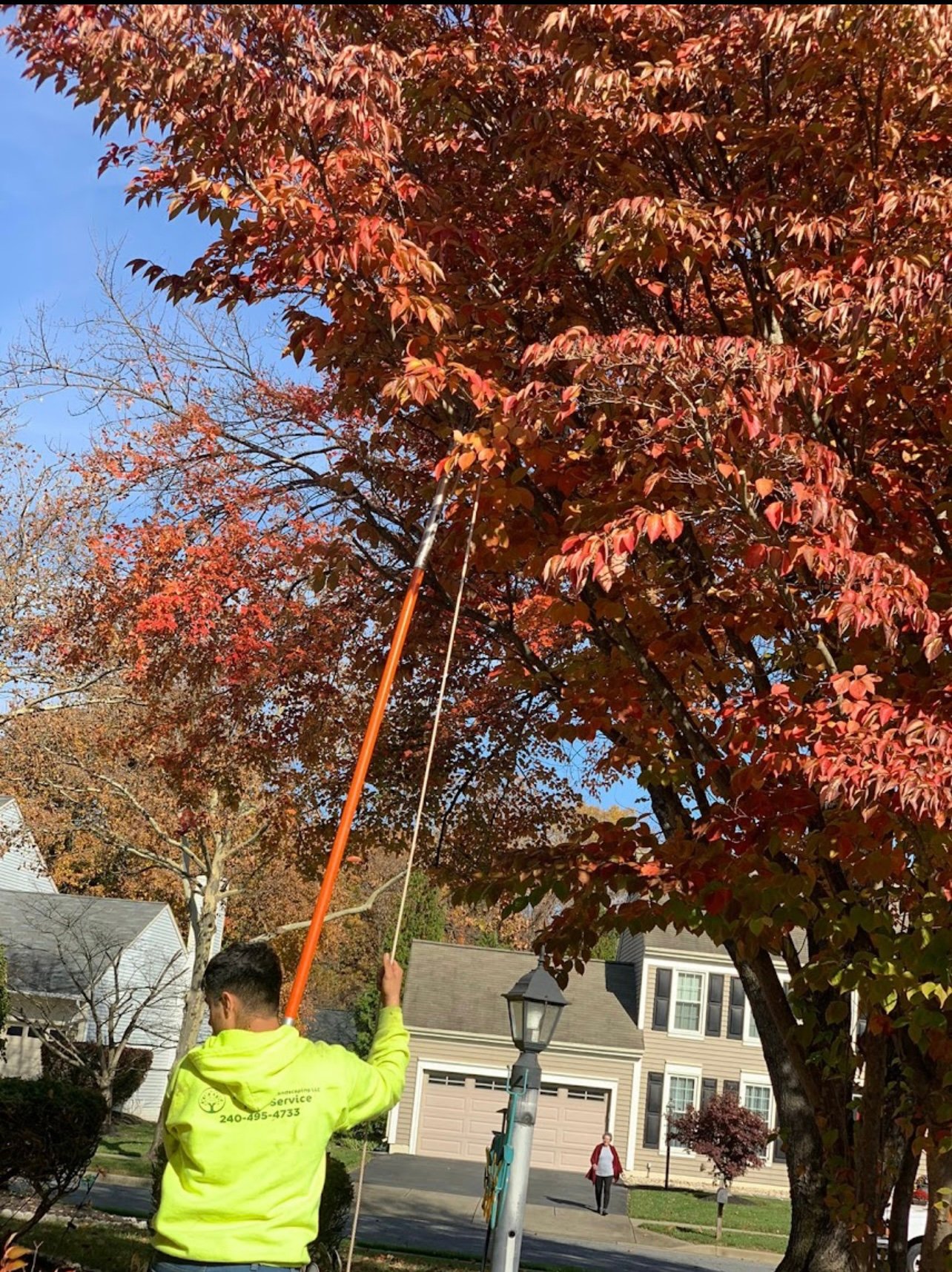 Matias tree service gallery 6