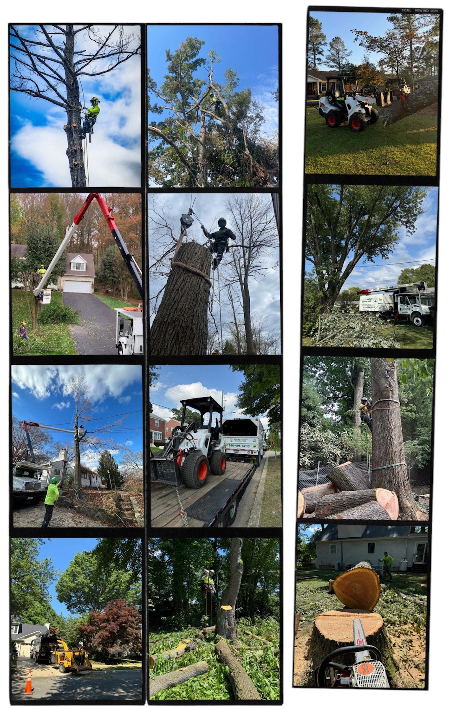 Matias tree service gallery 2